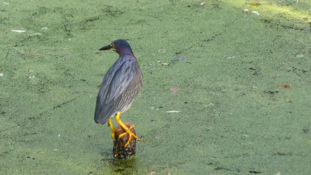 Groene reiger visserij — Stockvideo