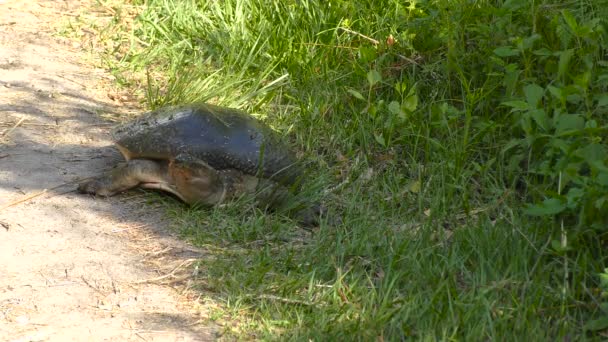 Самка флоридской панцирной черепахи — стоковое видео