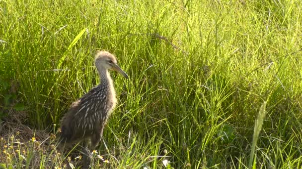 Baby Limpkin i Florida våtmarker — Stockvideo