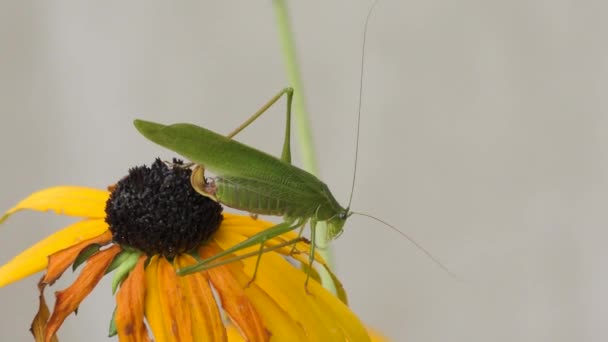 Blad sprinkhaan op een bloem — Stockvideo