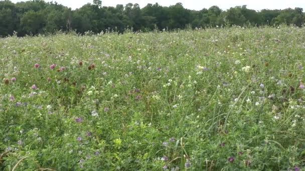 Wiese aus Gras und Wildblumen — Stockvideo