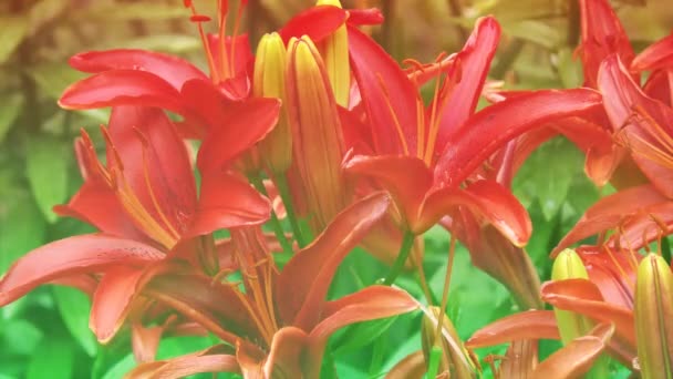 Red lily flowers — Stock Video