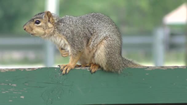 American Grey Squirrel on a  bench — Stock Video