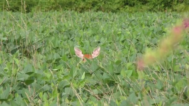 White tailed young  deer feeding — Stock Video