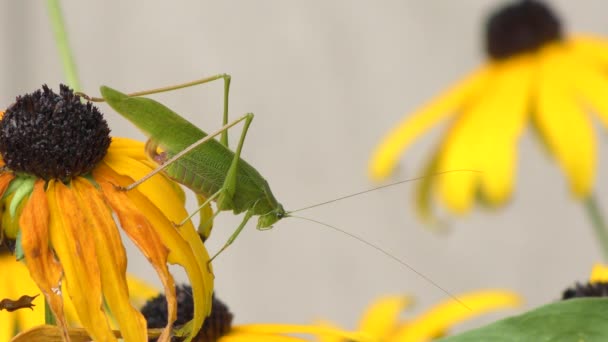 Leaf gräshoppa på en blomma — Stockvideo