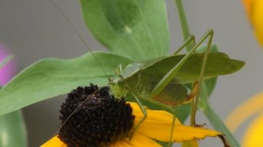 Yaprak çekirge bir çiçek üzerinde