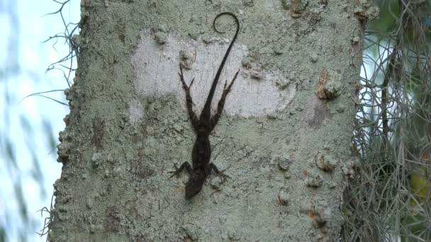 Lagarto común de Florida en un árbol — Vídeos de Stock