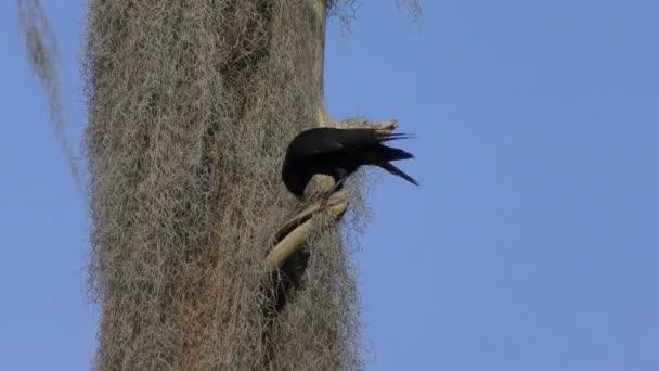 American Crow recolhendo algum musgo para aninhamento — Vídeo de Stock