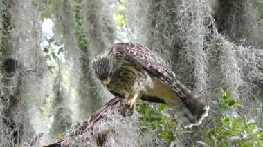 Genç kırmızı omuzlu Şahin besleme 