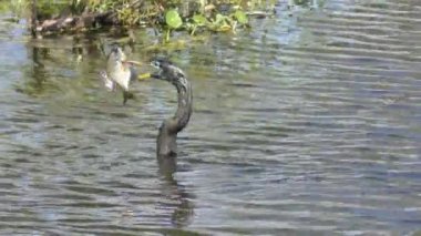 Yılanboyungiller balık besleme 