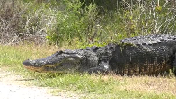  alligator américain traversant un chemin 