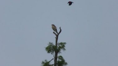 Kırmızı omuzlu Şahin saldıran siyah kuş