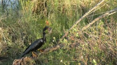 Yılanboyungiller balık besleme 