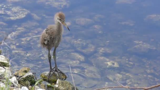 Pintainho Limpkin em uma lagoa — Vídeo de Stock