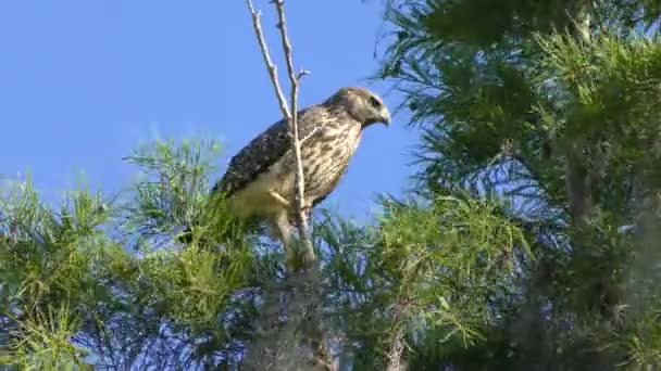 Röd shouldered hawk — Stockvideo