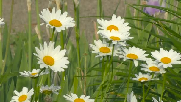 Daisy Flowers blossom — Stock Video