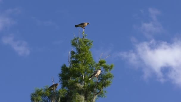 Red Shoulded Hawks family on a tree — стоковое видео