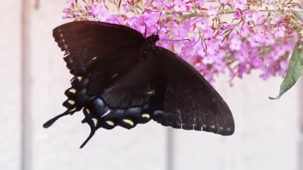 Oriental negro cola de golondrina mariposa — Vídeos de Stock