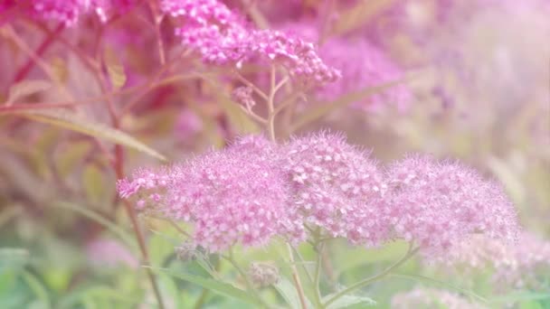 Ροζ λουλούδια Spirea με φως του ήλιου — Αρχείο Βίντεο