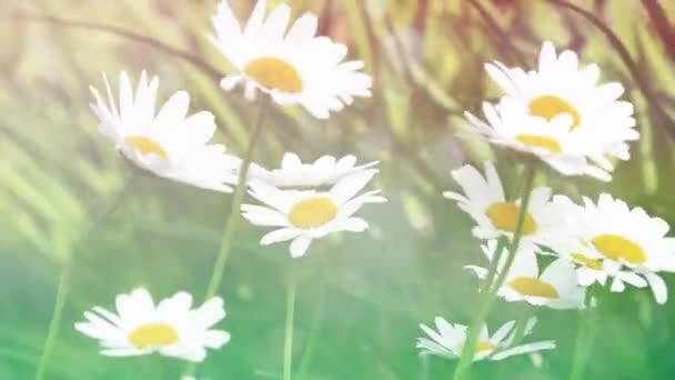 Blossom of daisy flowers — Stock Video