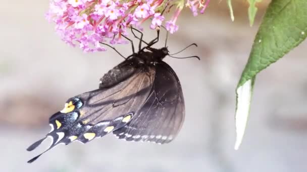 Ανατολικό μαύρο swallowtail πεταλούδα — Αρχείο Βίντεο