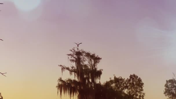 Blauwe reiger op de boom bij zonsondergang — Stockvideo