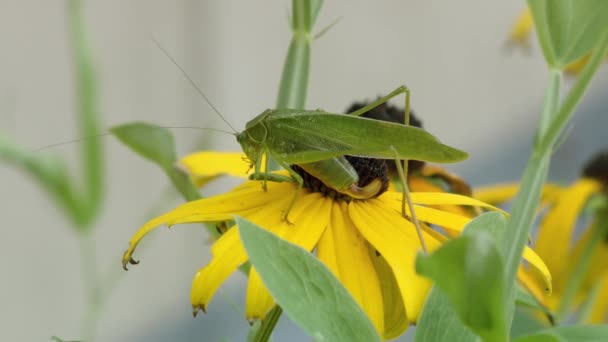 Grasshopper de folha em uma flor amarela — Vídeo de Stock