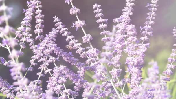 Violet lavender blossom — Stock Video