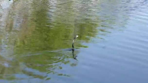 Anhinga schwimmt mit einem Fisch — Stockvideo