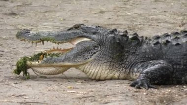 Bir iz üzerinde Amerikan timsah 