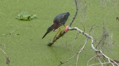 Bataklıkta besleme Yeşil balıkçıl