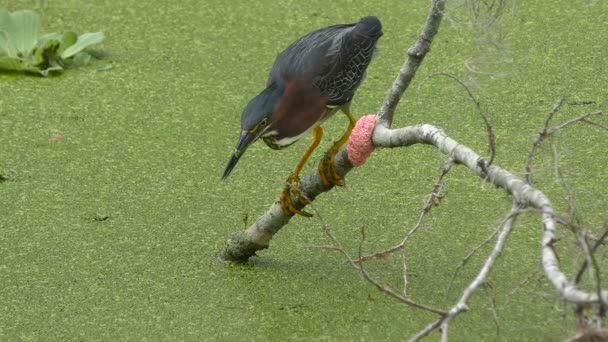 Green heron feeding in a swamp — Stock Video