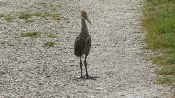 Baby Limpkin på ett spår — Stockvideo