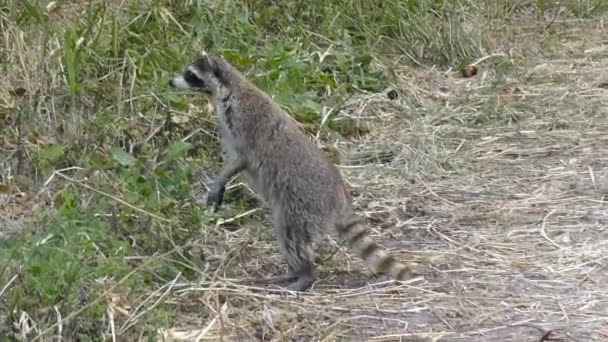 野生のアライグマは食べ物を探して — ストック動画