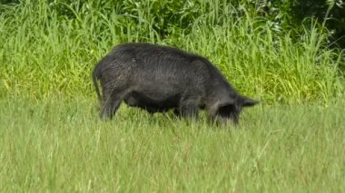 Yaban domuzu otların arasında yürüyüş