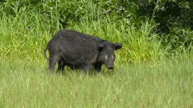 Yaban domuzu yeşil otların arasında yürüyüş 