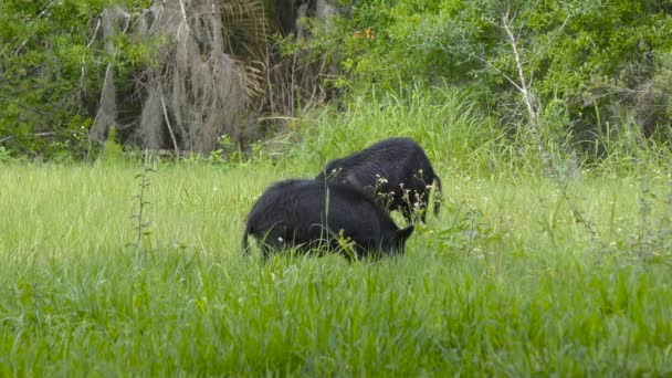 जंगली सूअर ग्रीन घास में चल रहे हैं — स्टॉक वीडियो