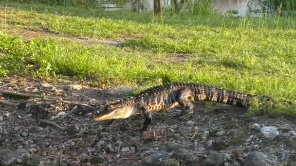 Niewielki aligator amerykański, krótkiego spaceru — Wideo stockowe