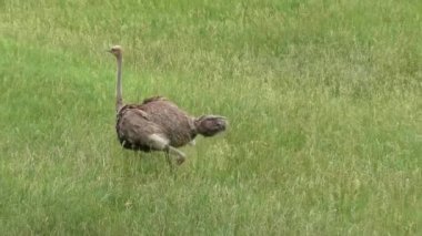 Devekuşu yeşil yürüyüş 