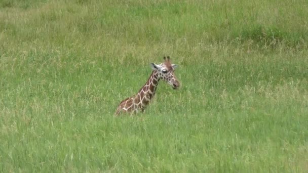 Молодой жираф, лежащий в высокой траве — стоковое видео