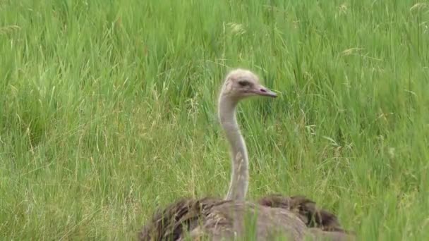 Ostrich resting in green grass — Stock Video