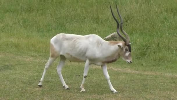 Large Addax antelope walking — Stock Video