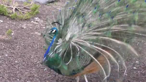 Maschio indiano blu Peafowl visualizzazione — Video Stock