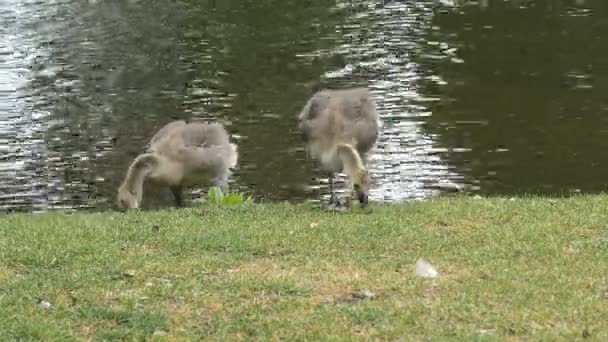 Kaksi Kanada Goslings lähellä järveä — kuvapankkivideo