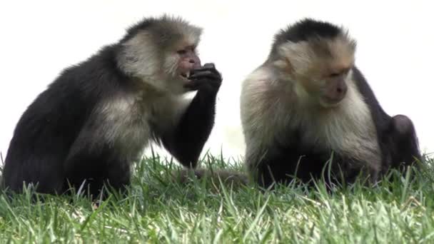 Beyaz boğazlı Capuchin maymunlar — Stok video