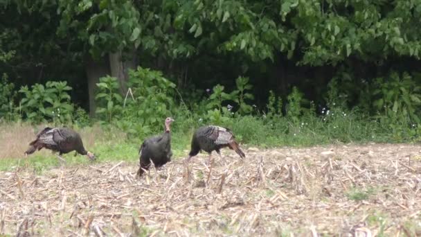 Trois poules sauvages de Turquie se nourrissant sur un champ — Video