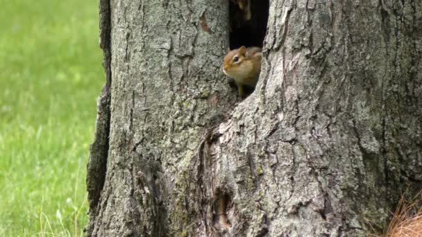 Eastern Chipmunk hiding in a tree hole — Stock Video