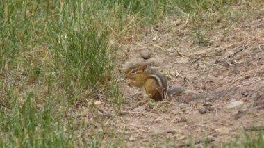 Doğu sincap beslemeleri
