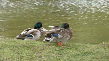 Lake yakınındaki iki yeşilbaş ördekler