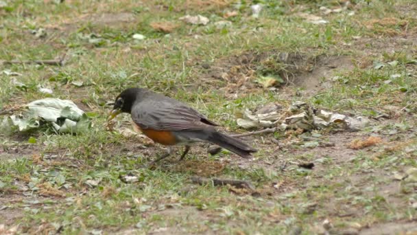 American Robin digging dirt and feeding on warms — Stock Video